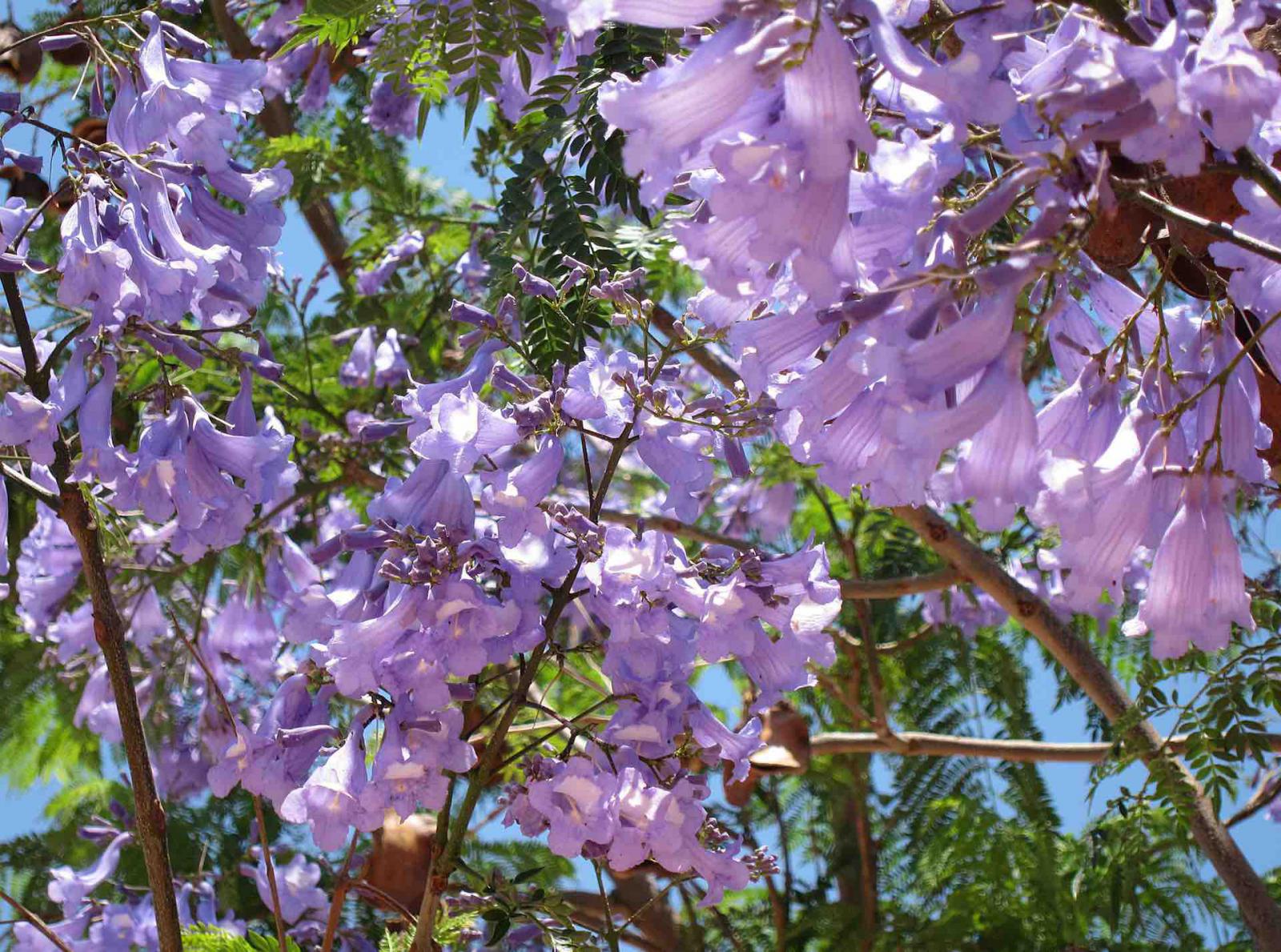 Largo do Carmo and Jacarandas in flower