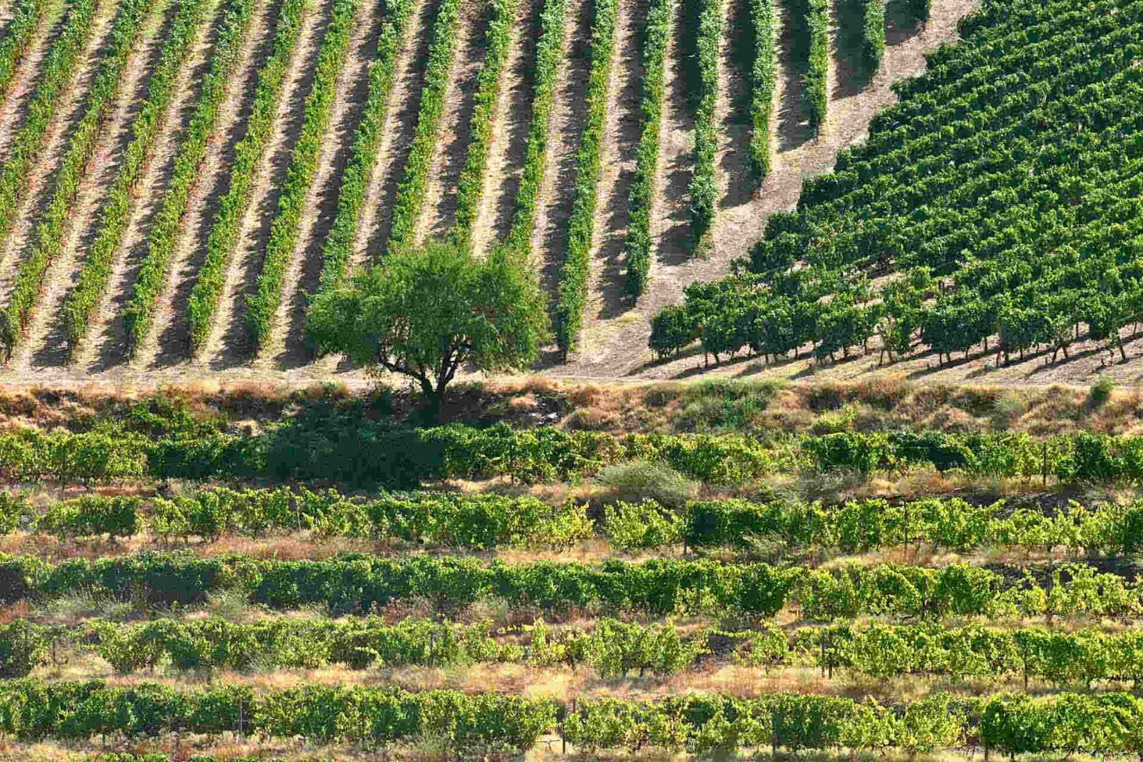 Beauty of vineyards in Portugal